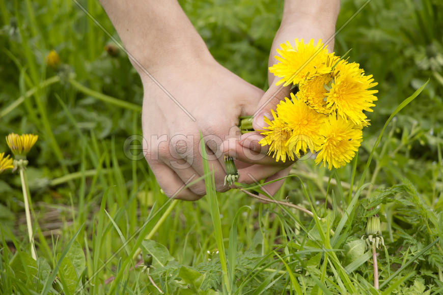 Сорванные желтые одуванчики