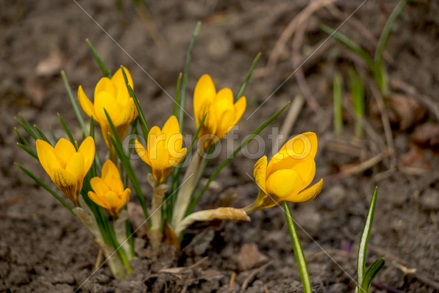 Цветочная композиция весной