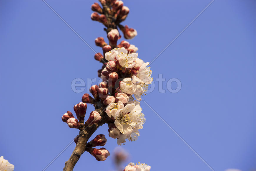 Цветущая ветвь на фоне синего неба