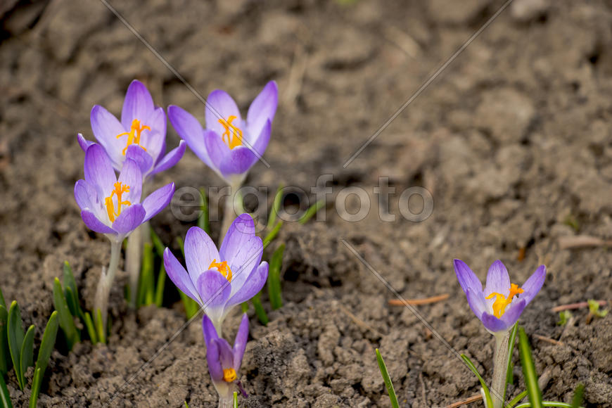 Сиреневые цветы