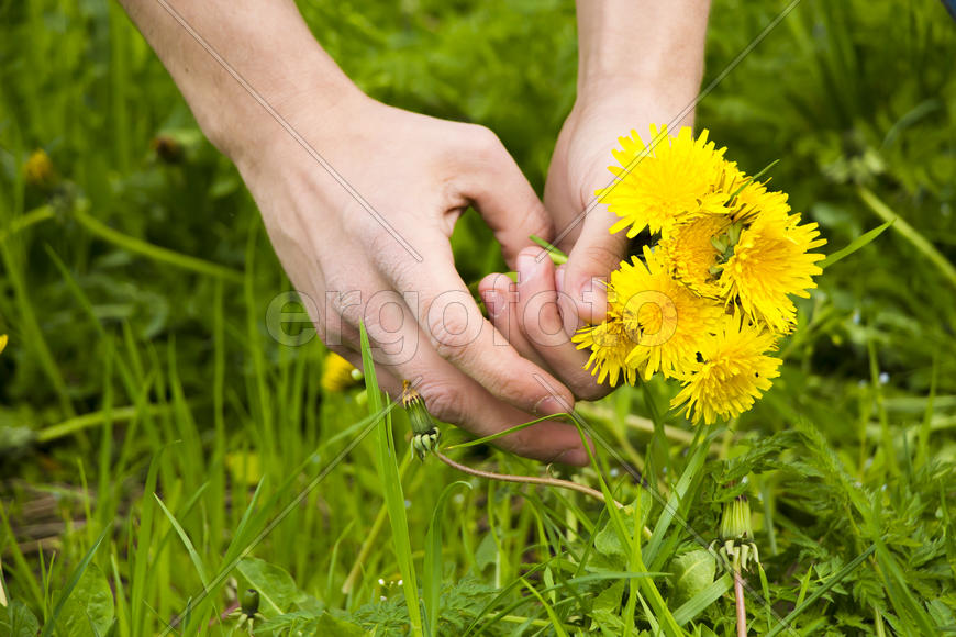 Желтые одуванчики в руках 