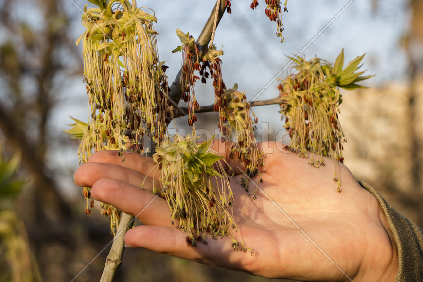Цветущая ветвь в ладони
