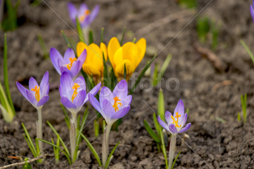 Цветочная композиция весной