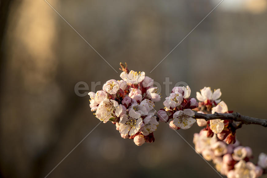 Цветущая ветвь на темном фоне