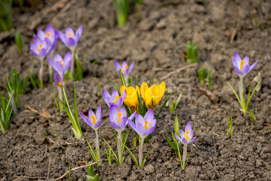 Первые цветы
