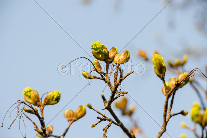 Цветущая ветвь на фоне синего неба