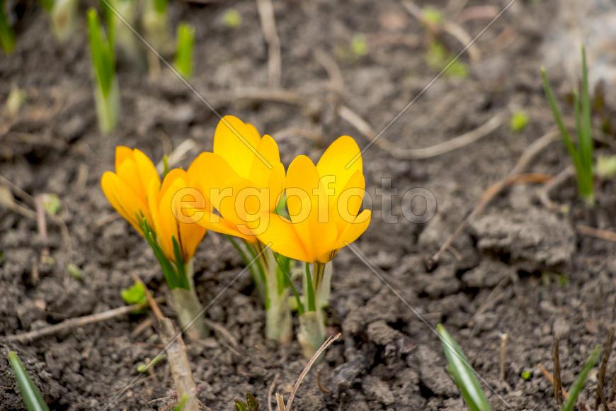 Цветочная композиция весной