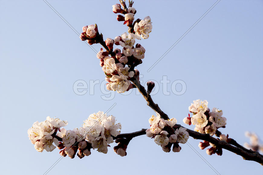 Цветущая ветвь на фоне синего неба