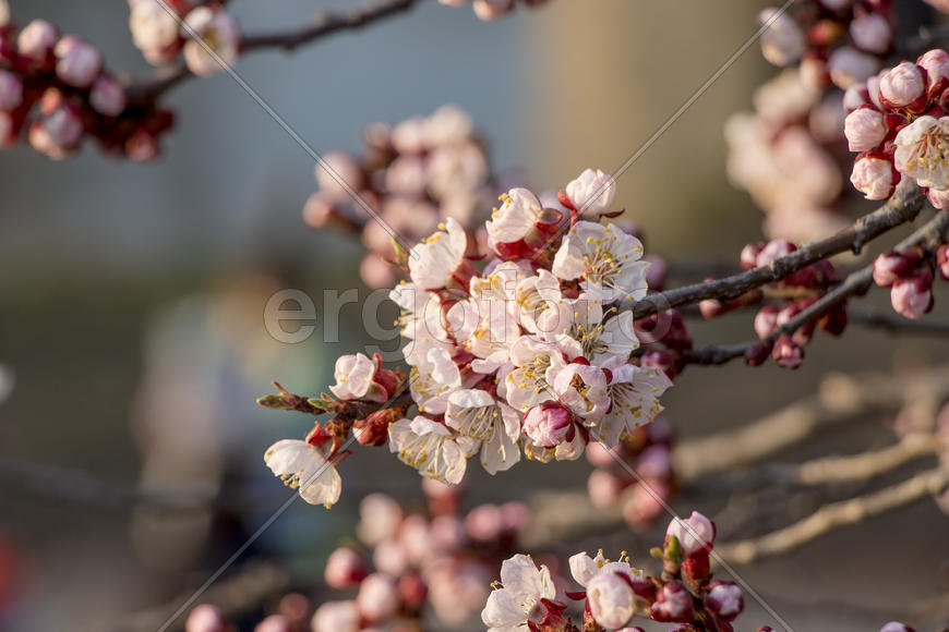 Цветущая ветвь на фоне синего неба
