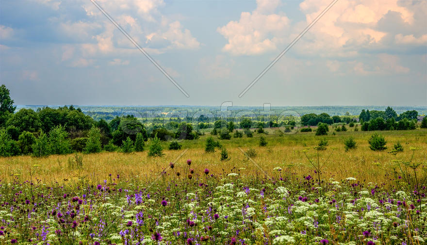 Весеннее поле покрытое полевыми цветами