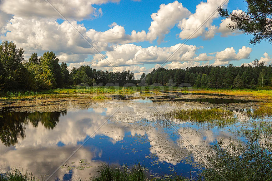 Облака в отражении озера заросшего зеленью 