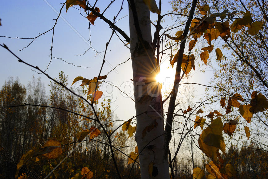 Autumn sun