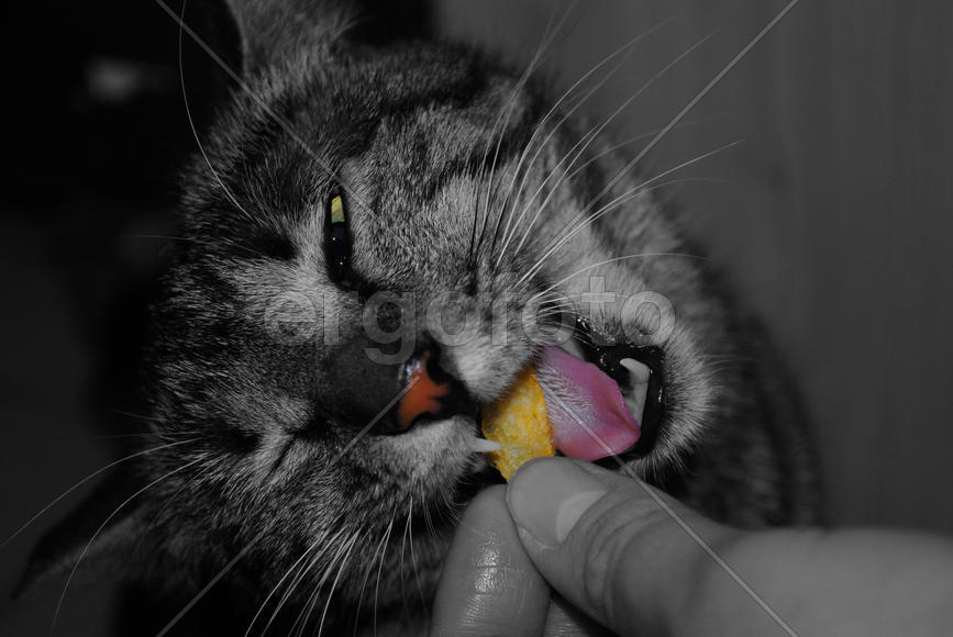 Черно-белая фотография кошки 