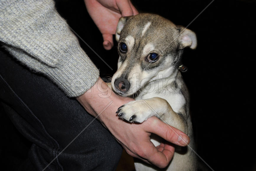 Собака с большими грустными глазами 