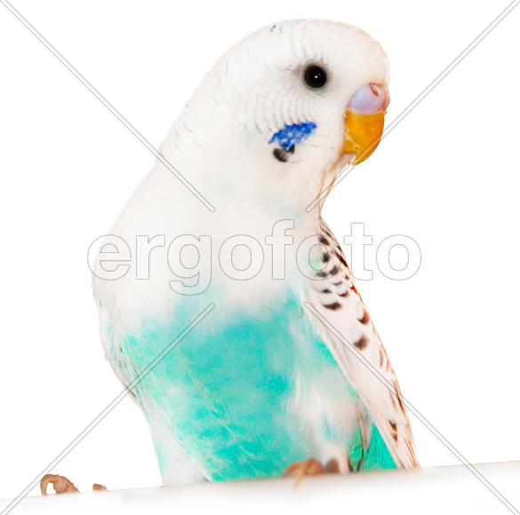 Белый волнистый попугай 