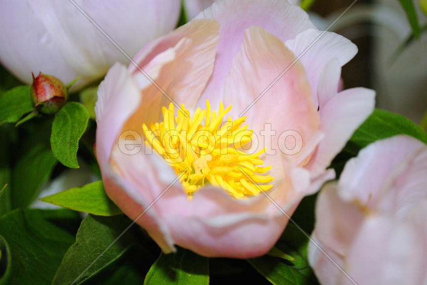 Розовый цветок 