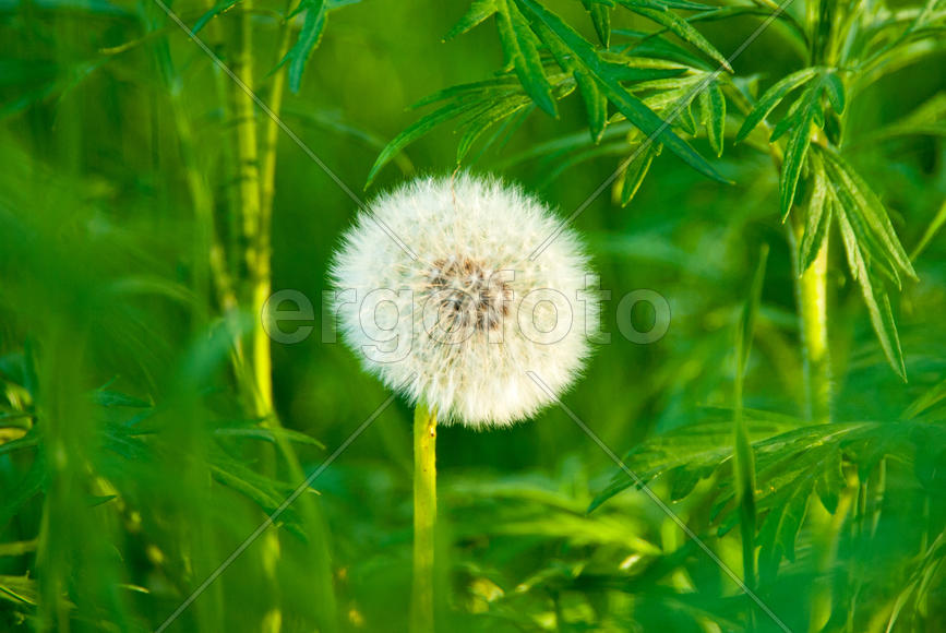 Одуванчик на зеленом фоне 