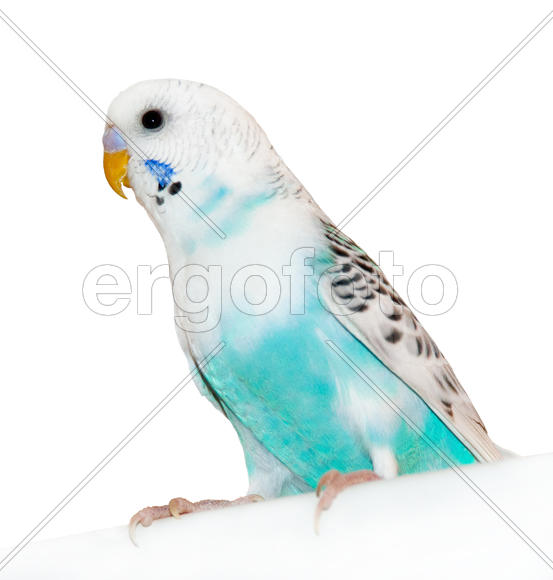 Белый волнистый попугай 