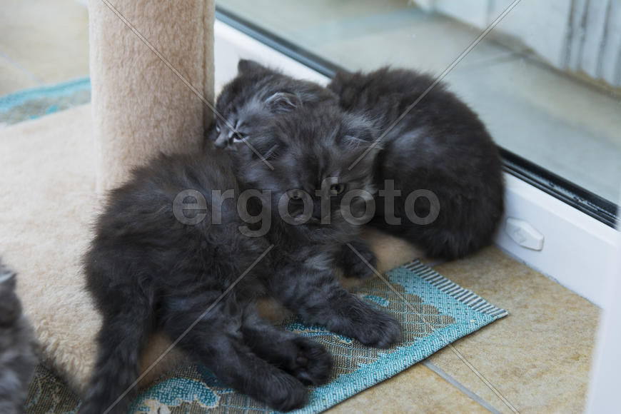 Kittens born in a private home. Beautiful color and good pedigree.