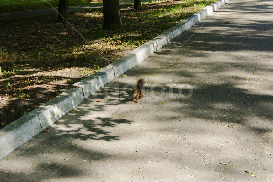 Squirrel on the nature of the sanatorium in the city of Lviv