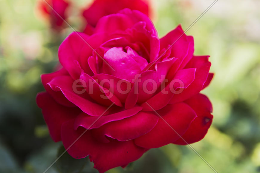 Roses in the yard on the lawn near a private house
