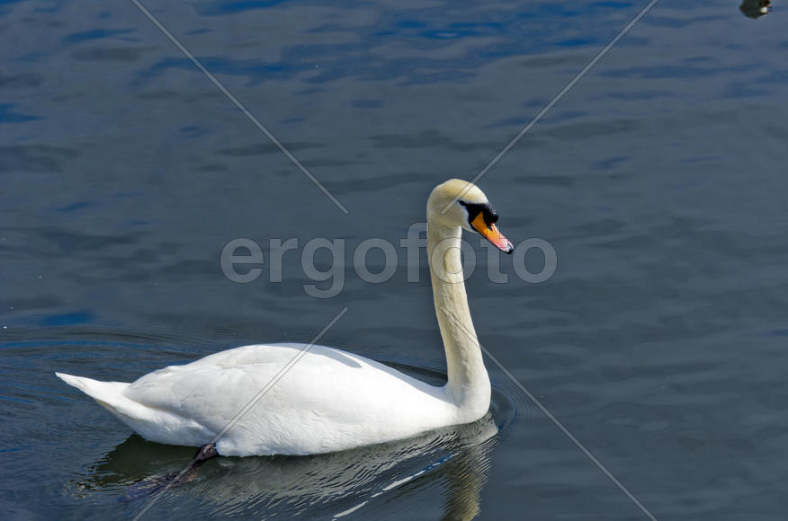 White swan on the water. Most large water bird with a long neck and a well-developed