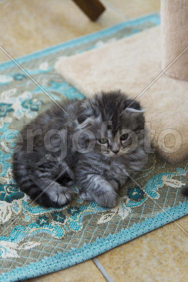 Kittens born in a private home. Beautiful color and good pedigree.