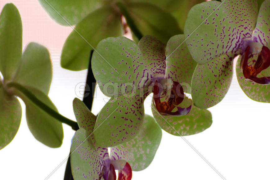 Цветы орхидеи. Натюрморт 