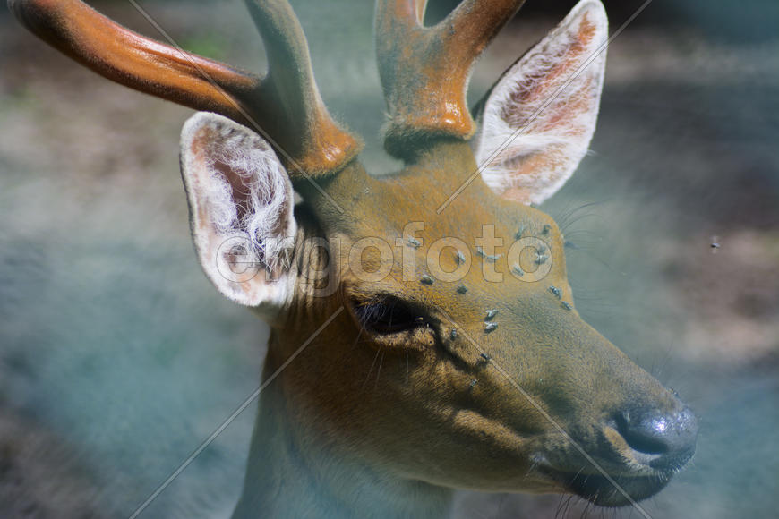 Sika deer - a mammal of the family Oleneva. Animals in the wild.