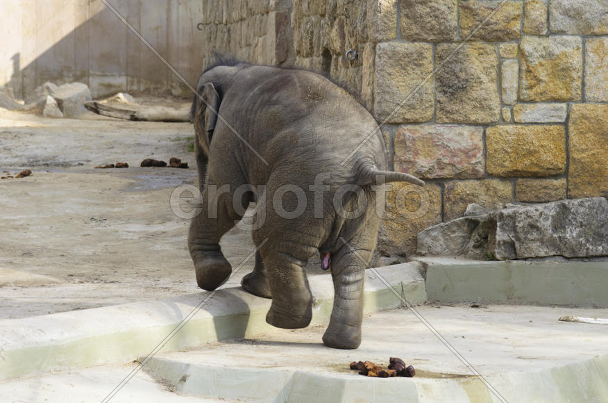 The elephant in the zoo. Big, big, strong animal. Safari object. Huge tusks