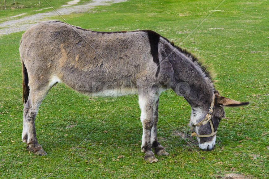 Серый ишак на зеленой лужайке 