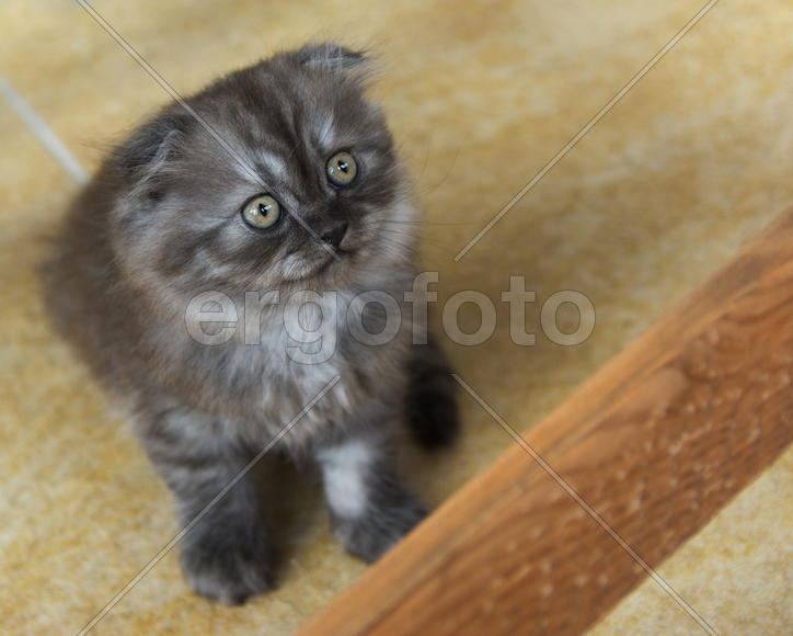 Kittens born in a private home. Beautiful color and good pedigree.