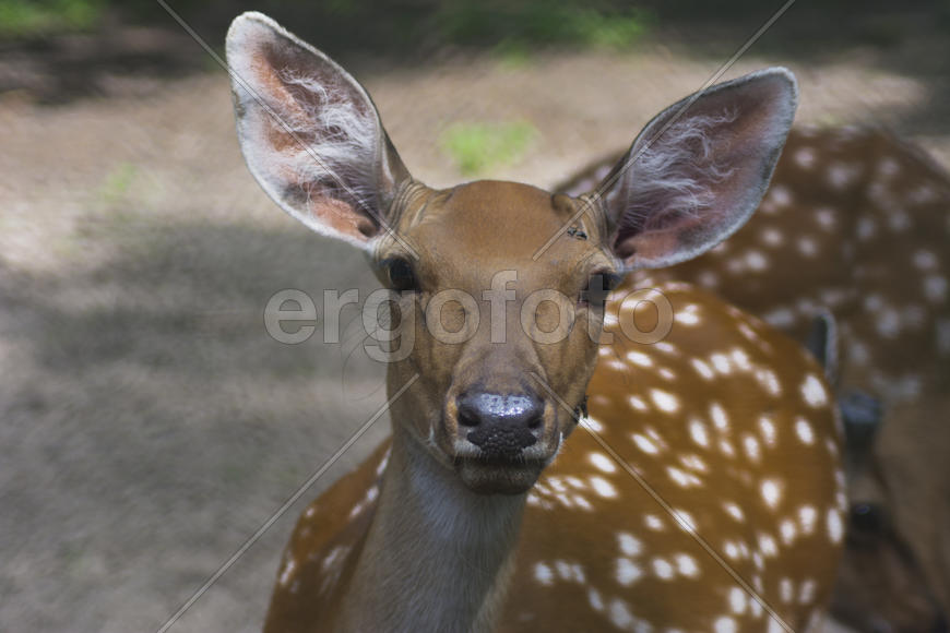 Sika deer - a mammal of the family Oleneva. Animals in the wild.