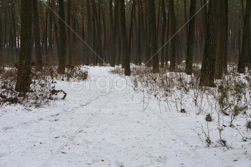 Лесные дороги и тропы растаяли в зимнем лесу
