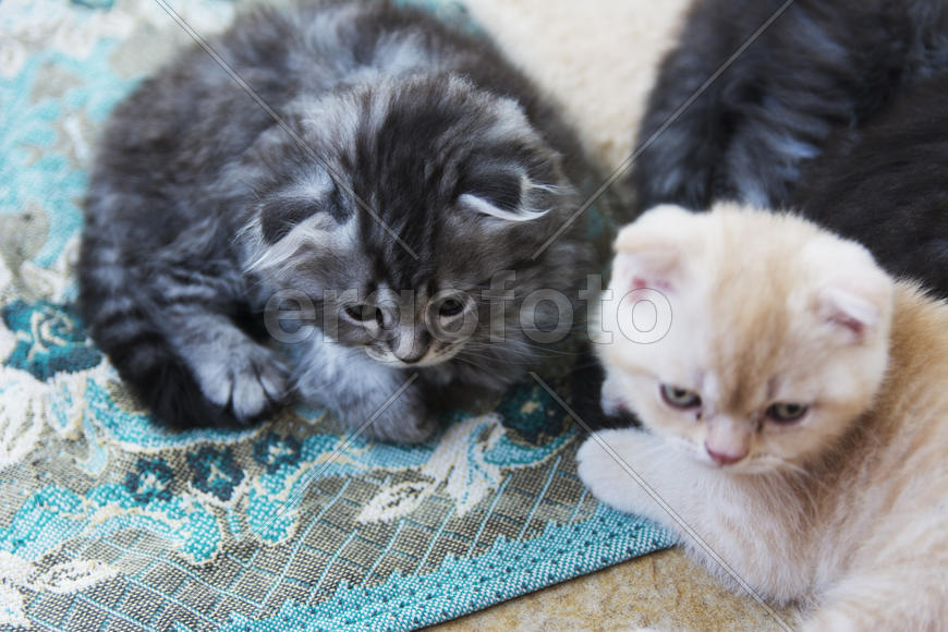 Kittens born in a private home. Beautiful color and good pedigree.