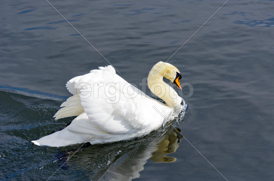 White swan on the water. Most large water bird with a long neck and a well-developed