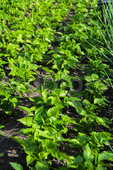 Vegetables in the garden near private homes