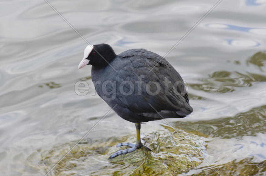 Duck. Various color of plumage. Birds medium and small size with a relatively short neck