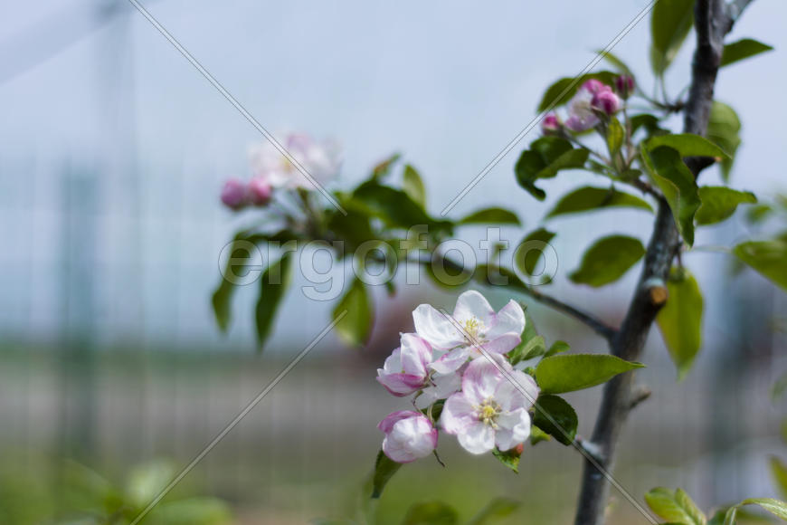 Apple trees in bloom. Young trees.