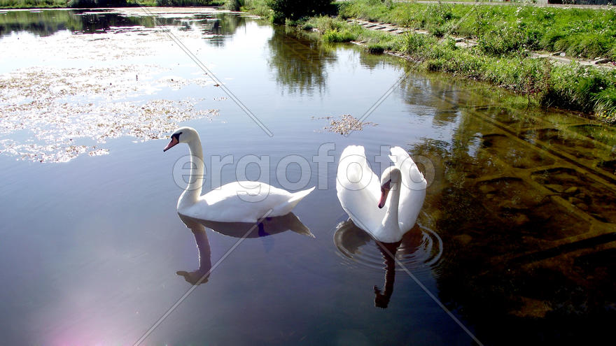 White swans on lake in Zhitomir. Ukraine. Magnificent fishing. Excellent rest