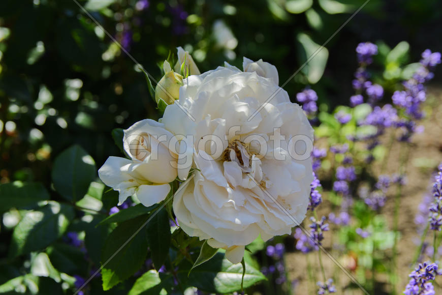 Roses in the yard on the lawn near a private house