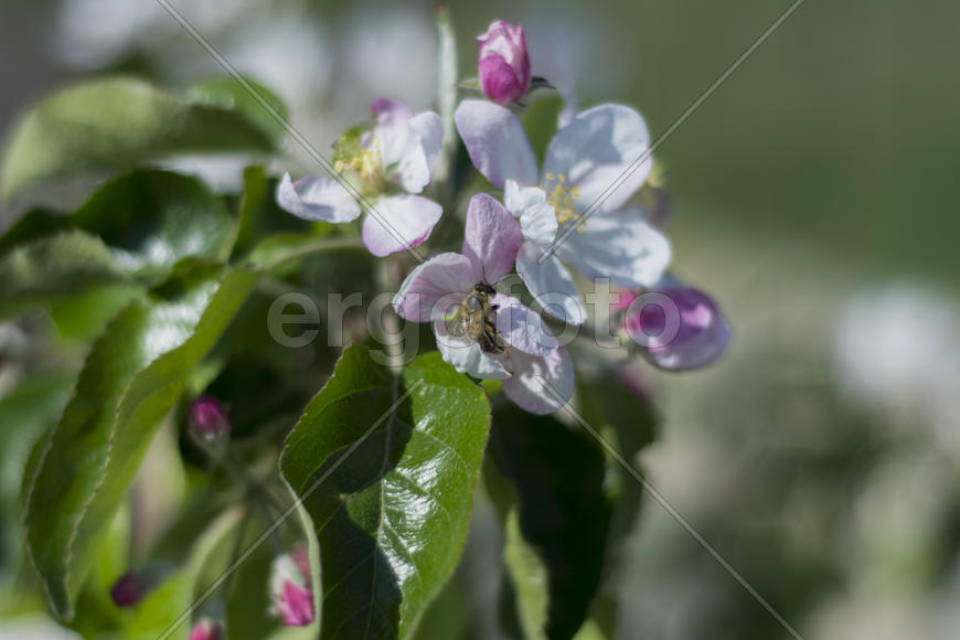Bee pollinating flowers of apple trees in the home garden