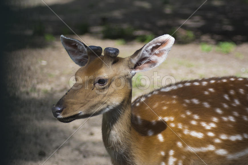 Sika deer - a mammal of the family Oleneva. Animals in the wild.