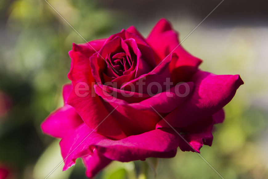 Roses in the yard on the lawn near a private house