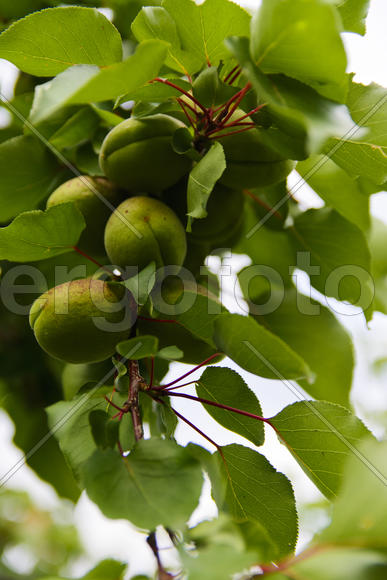 Fruit garden near private homes.Apricot