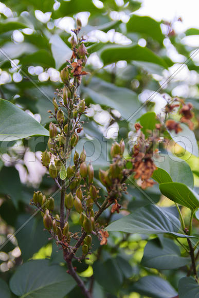 Fruit garden near private homes