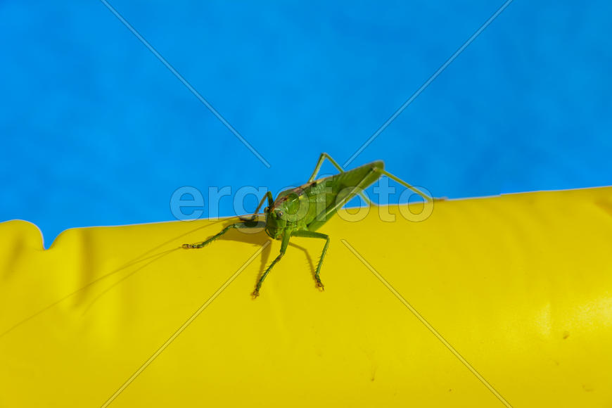 Green locust on the edge of the children's pool.