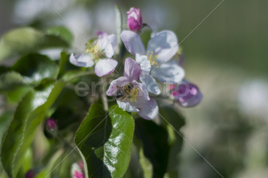 Bee pollinating flowers of apple trees in the home garden