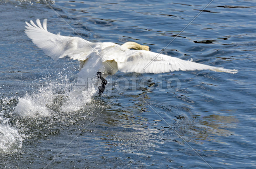White swan on the water. Most large water bird with a long neck and a well-developed