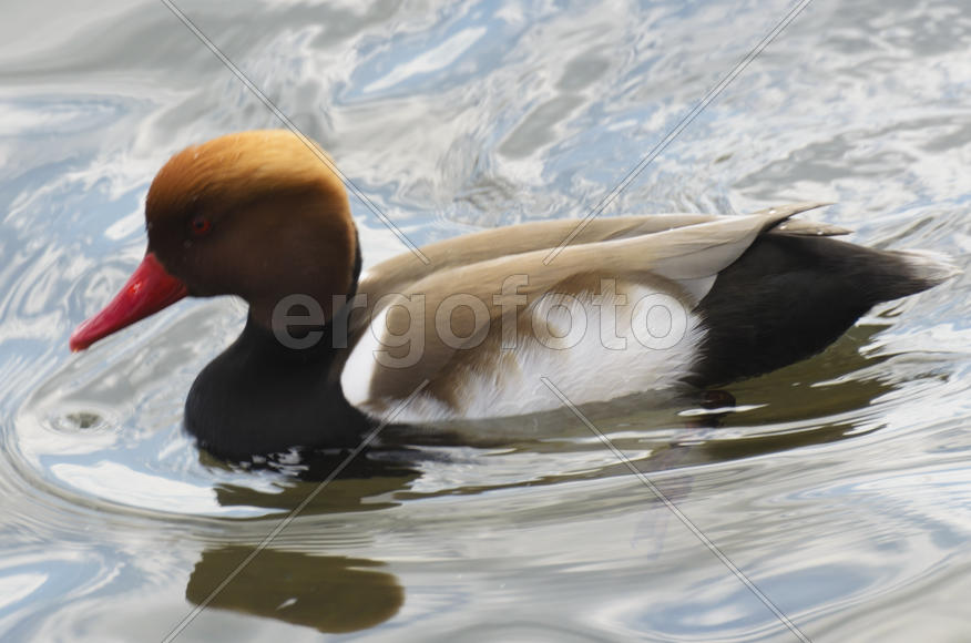 Duck. Various color of plumage. Birds medium and small size with a relatively short neck